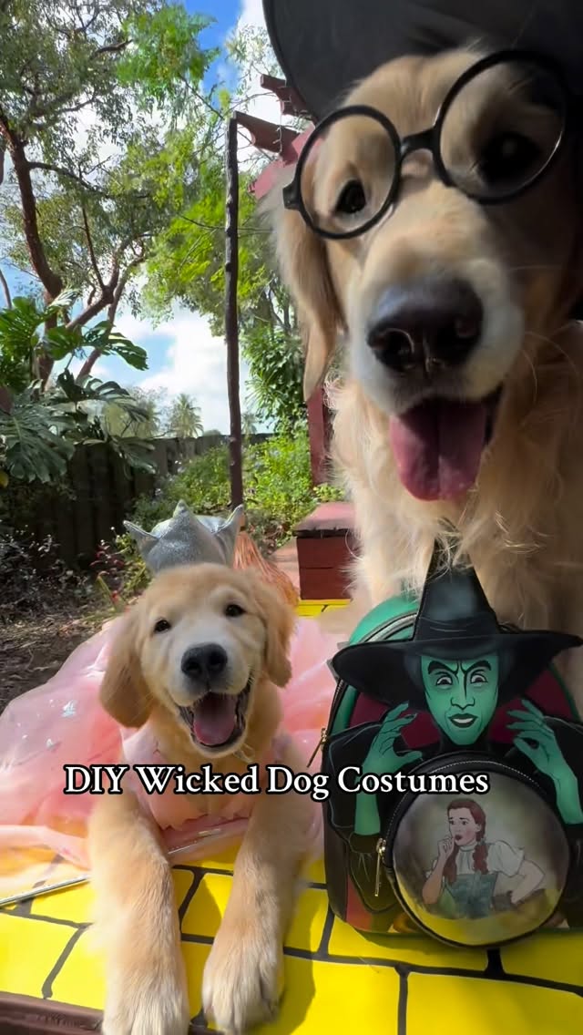 Instagram post by @it_is_a_pancake_life for loungefly. Caption reads: Part 2 Last minute DIY Dog costumes ✨ 
Glinda:....