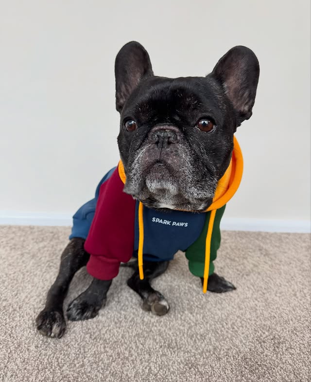 Instagram post by @louie_toes_frenchie for Spark Paws. Caption reads: [...] Primary Colour Block Dog Hoodie from....