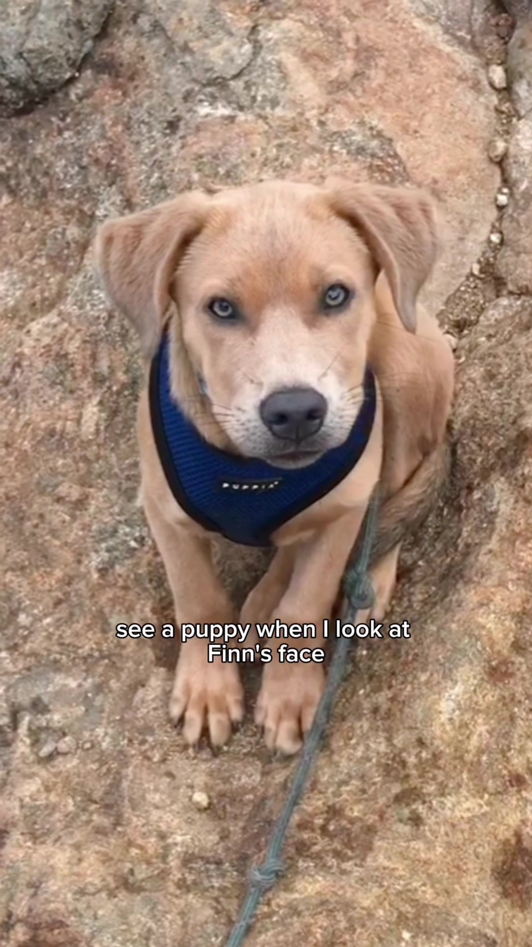 TikTok post by @keepingfinn for VetriScience. Caption reads: [...] get older? What about longevity?....