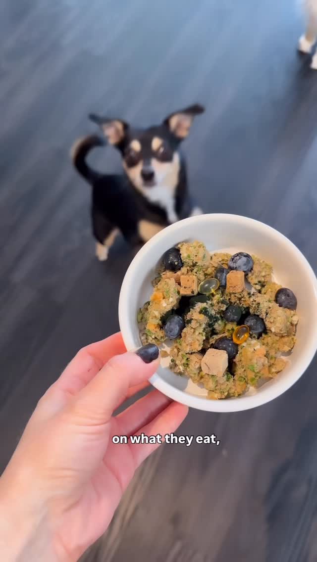 Instagram post by @doctorwolfe.dvm for Vetnique. Caption reads: Comment GUT for a link to my favorite probiotic!
I....