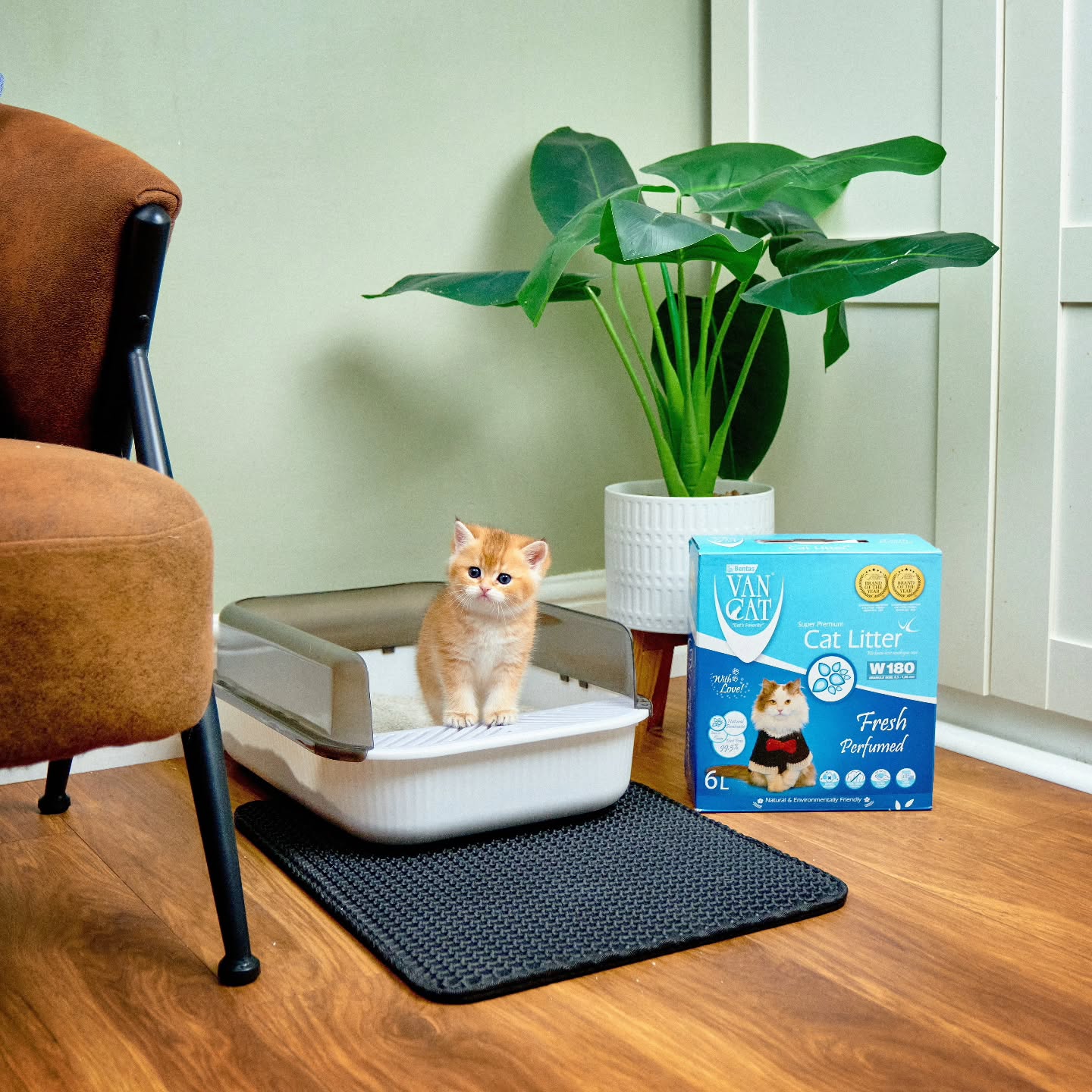 Instagram post by @golden.cheeks.cat for VanCatUK. Caption reads: Black Friday is officially happening over....