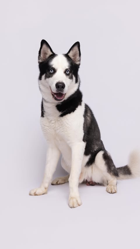 Instagram post by @humanesocietytampa for NaturVet. Caption reads: [...] to help them get adopted! Thanks to....