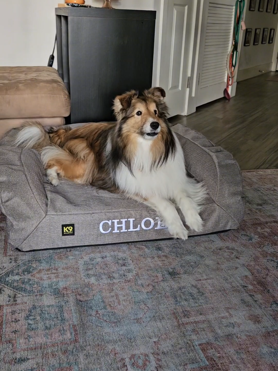 TikTok post by @sheltie_chloe for K9 Ballistics. Caption reads: [...] 😂  we ARE OBSESSED with this @K9 Ballistics....