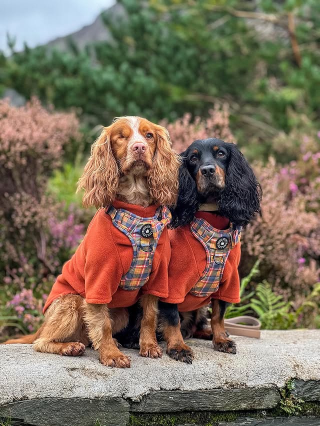 Instagram post by @adventurous_pawss for Bailey and Coco. Caption reads: [...] some company 🤭 OOTD: ✨Harness....