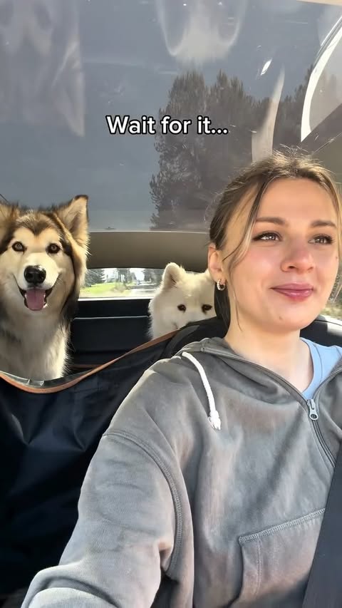 Instagram post by @duke.the.malamute for Sniffspot. Caption reads: [...] so much new to smell and discover. Sniffspot....