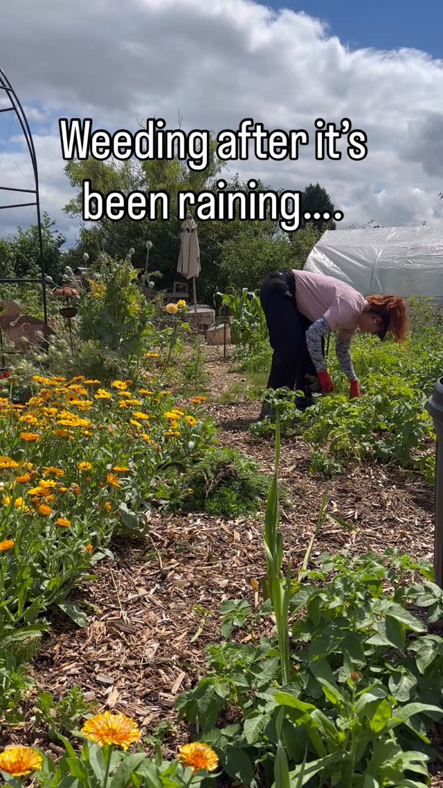 Instagram post by @the.anxious.allotmenteer for Farmers Defense. Caption reads: [...] My gifted protection sleeves from....