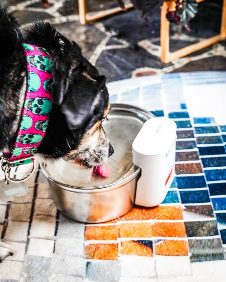 Instagram post by @lore.as.in.folklore for Uahpet. Caption reads: [...] is such an amazing pet fountain from....