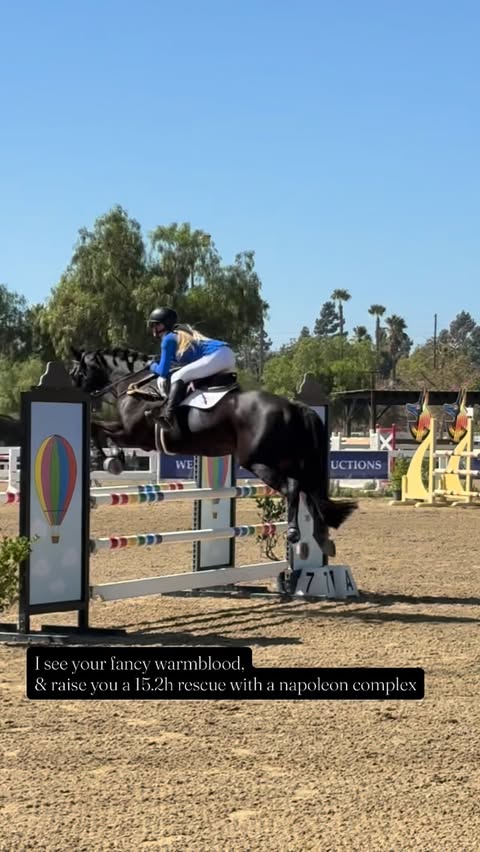 Instagram post by @zlequestrian for Majyk Equipe. Caption reads: [...] : “zlequestrian5” @shires_usa @majykequipe....