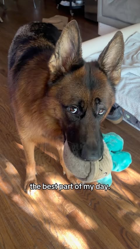 Instagram post by @rustythegoodboygsd for Petcube. Caption reads: [...] in on him while I’m away 🐾 With the Petcube....