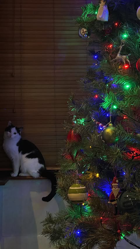 Instagram post by @niamh_cryan for Daniel Wellington. Caption reads: [...] 🎁✨🫶🏻 Just 3 DAYS left on....