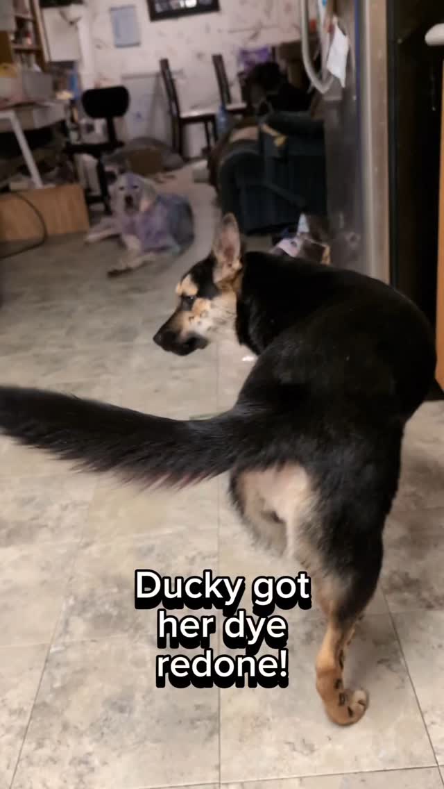 Instagram post by @dogs_on_the_farm_ for OPAWZ. Caption reads: Awww Ducky!! I looove this 🥺💖 #opawz....