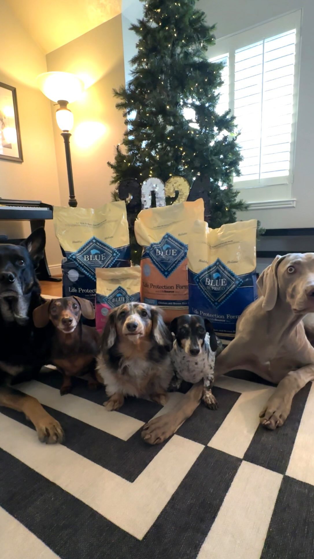 Instagram post by @harlowandsage for blue buffalo. Caption reads: #ad @BlueBuffalo is helping us kick off the New....