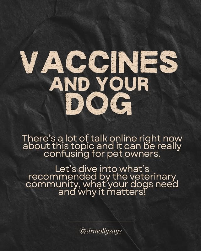 Instagram post by an influencer for Zoetis Petcare. Caption reads: #ad Let’s talk DOG VACCINES 🐶💉 Vaccines protect....