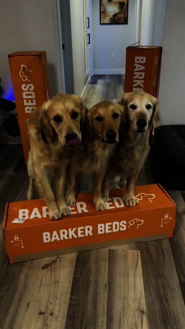 Instagram post by @goodasgoldens for Big Barker. Caption reads: I tracked Mari’s sleep on a Barker Bed versus her....