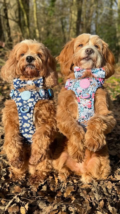Instagram post by @rodneyandmabel_the_cavapoos for Bailey and Coco. Caption reads: [...] new Colour Drops collections from....