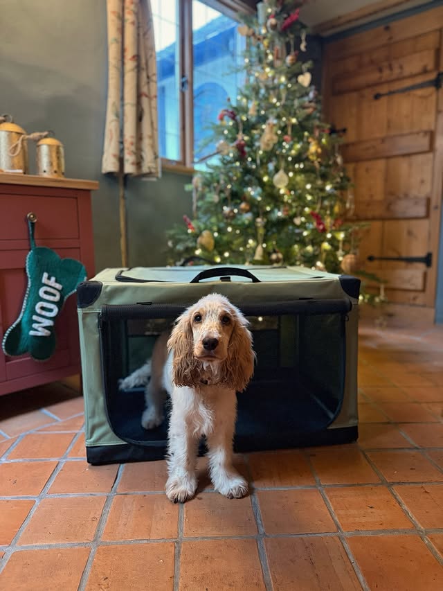 Instagram post by @life.with.lily.and.amber for Petsfit. Caption reads: Christmas has come early for the girls! 🎄✨

Well....