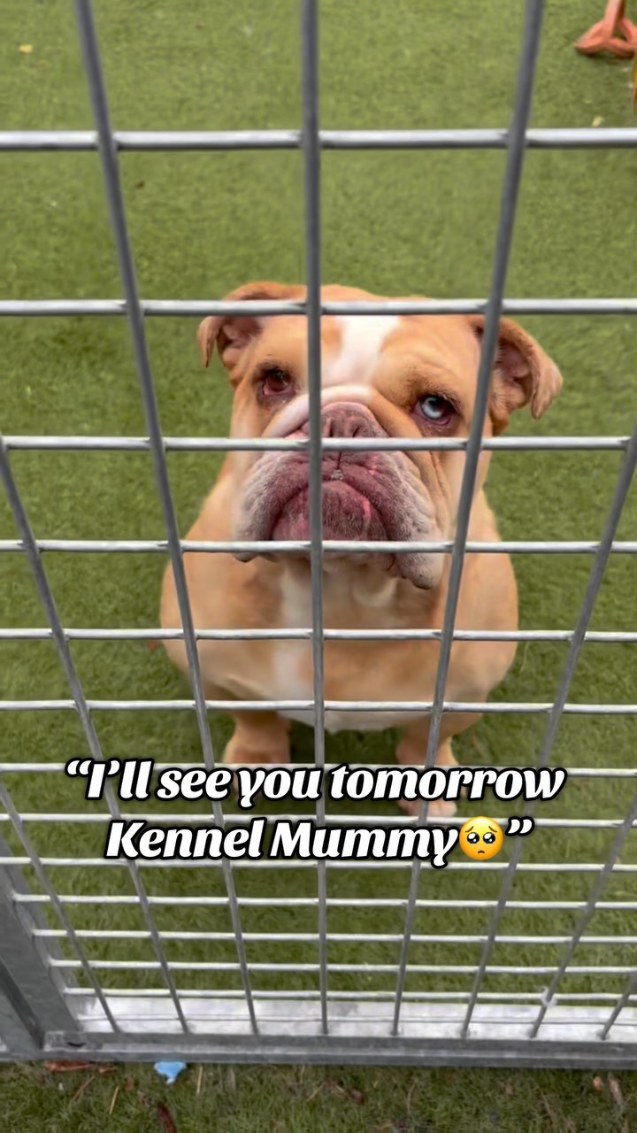 Instagram post by @manytearsrescue for Arden Grange. Caption reads: ✨ Spend the day with Esta ✨ 

Meet Esta! A....