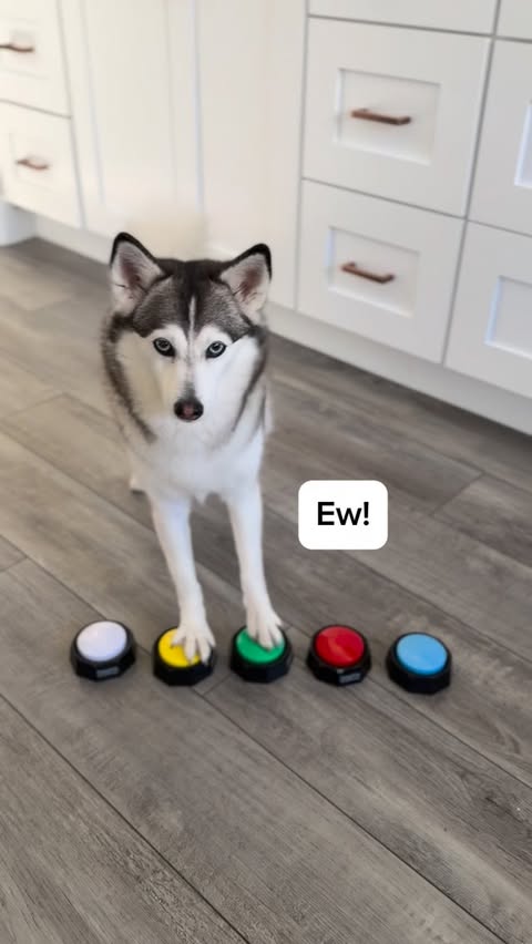 Instagram post by @sapphie_the_pomsky for eufy Clean. Caption reads: [...] bio (Linktree) to grab yours today!....