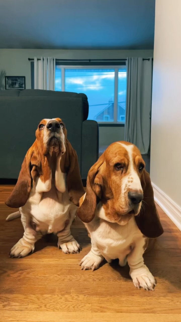 Instagram post by @chuck_thebasset for BIG COUNTRY RAW. Caption reads: Let’s make a raw breakfast for my dogs! ❤️

THE....