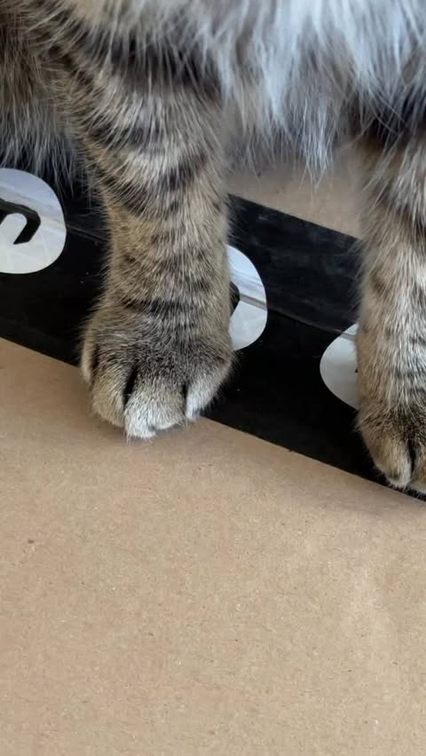 Instagram post by @ken_kenn for Litter-Robot. Caption reads: [...] 🐾

Kiko has fallen in love with the....