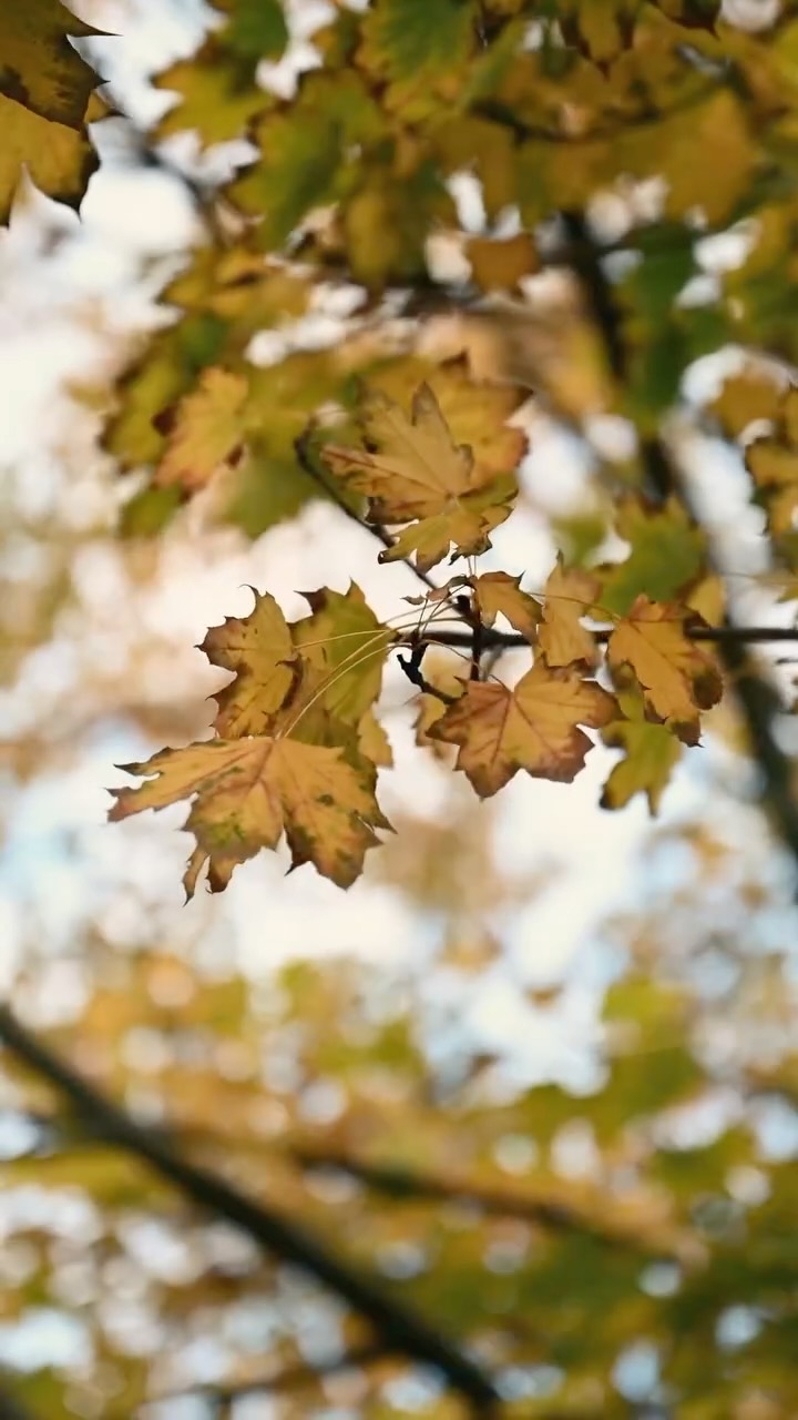 Instagram post by @helinbereket for Nikon DACH. Caption reads: Everyone’s posting their autumn vibes, so here’s....