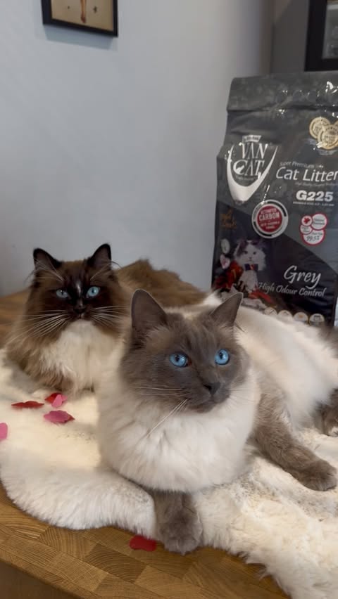 Instagram post by @atlas.phoebe.ragdolls for VanCatUK. Caption reads: [...] Valentine’s Day 🐱❤️ This February,....