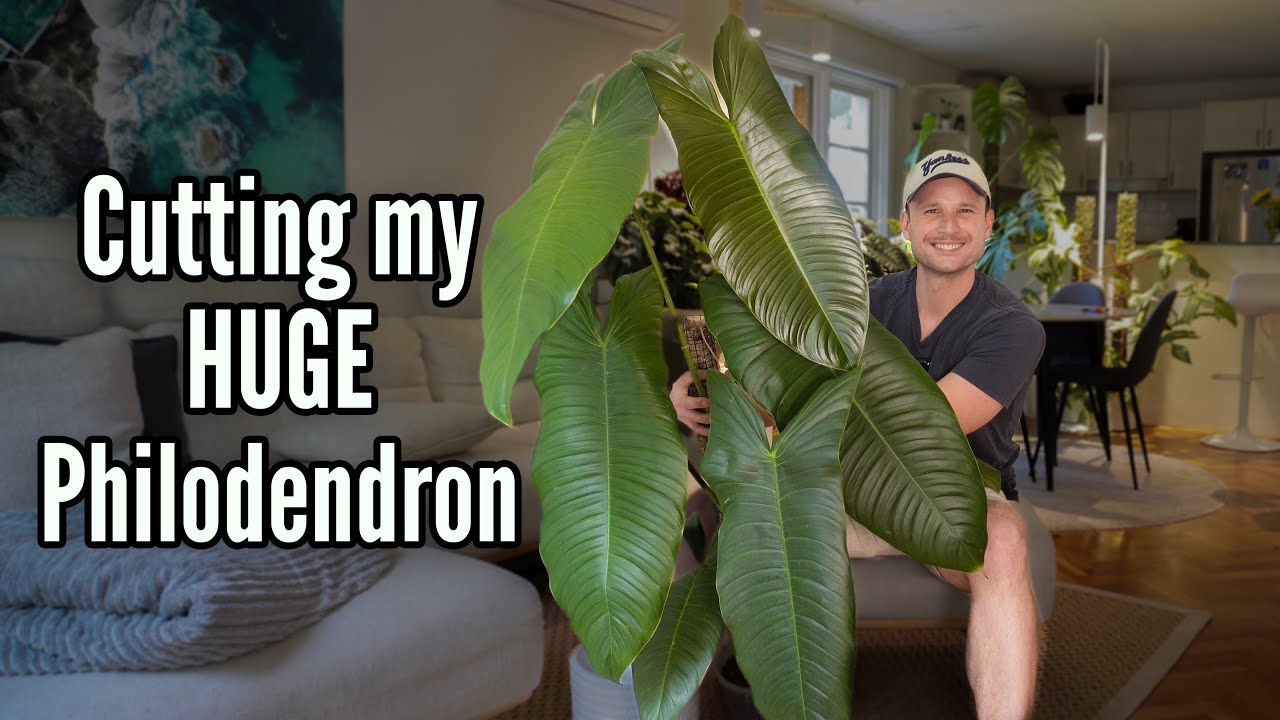 YouTube post by @sydneyplantguy for Soltech. Caption reads: I chopped my Plant in half to prevent it from....