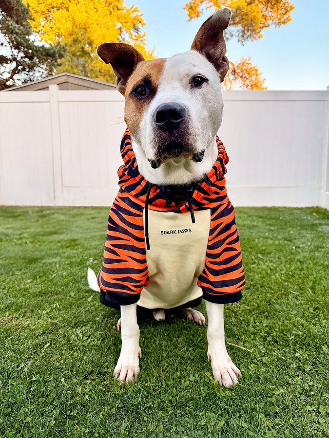 Instagram post by an influencer for SPARK PAWS. Caption reads: [...] right? 🤭 My hoodie’s from....