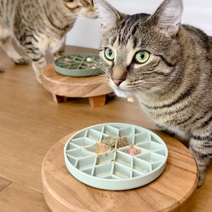 Instagram post by @dexterboycat for BIG COUNTRY RAW. Caption reads: Tonight I’m using slow feeders to serve dinner to....
