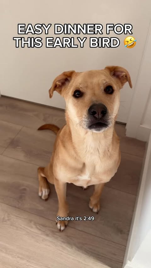 Instagram post by @tortelliniandalfredo for PetSmart. Caption reads: Dinner requests start early in this house 😅 #AD....