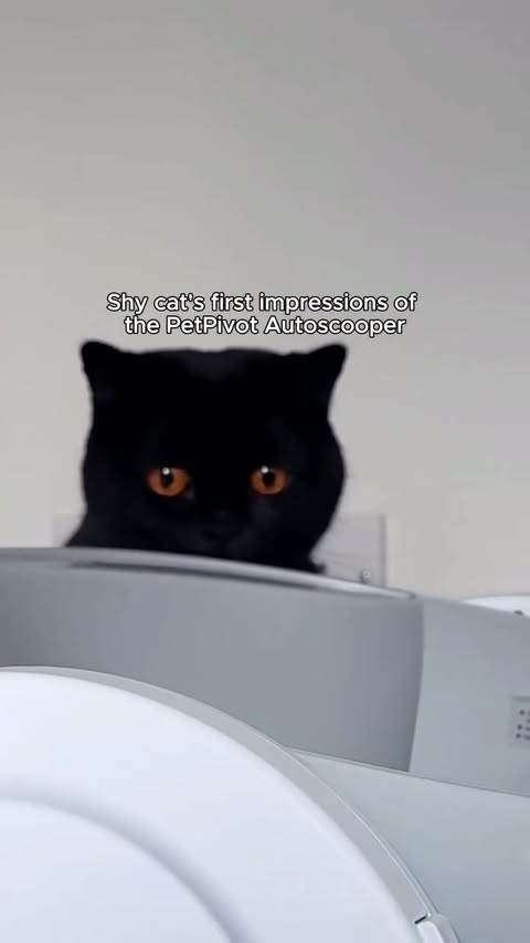 Instagram post by @clementine_meows for PetPivot. Caption reads: Clem’s first reaction to her new bathroom....