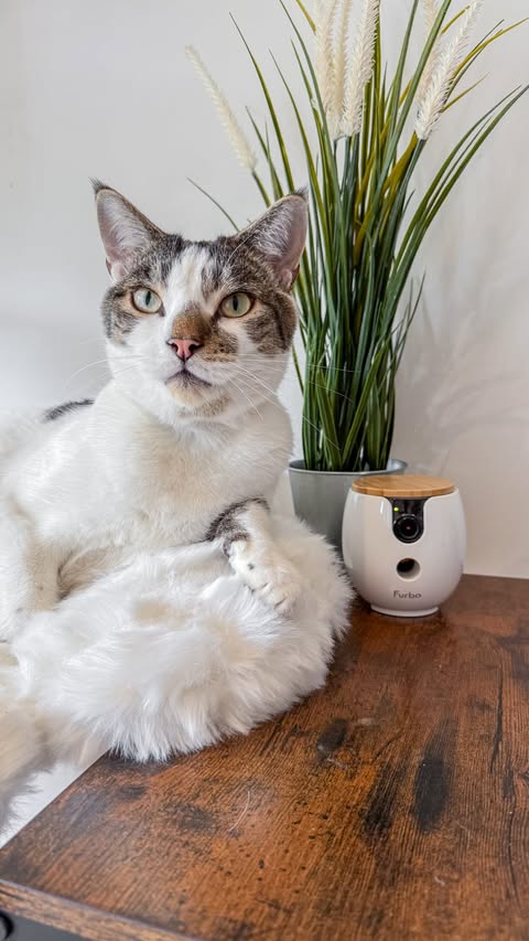 Instagram post by @lady.lola.and.her.boys for Furbo. Caption reads: [...] a bit of classic cat chaos. Having the....