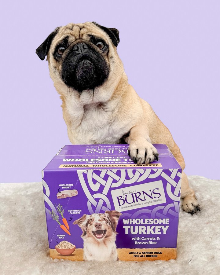 Instagram post by @reggieroo_frankietoo for Burns Pet Food. Caption reads: [...] also extremely tasty! #burnspets....