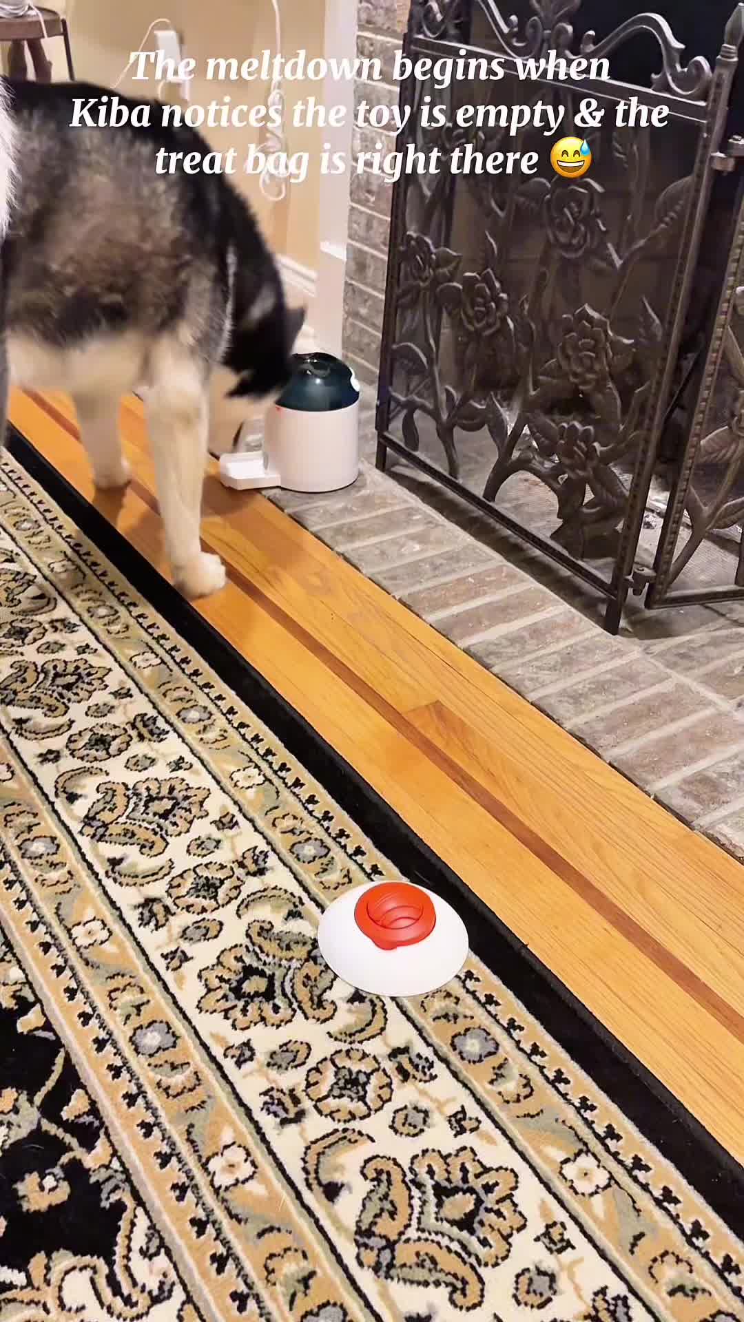 TikTok post by @kiba.sikandar for Potaroma. Caption reads: [...] #dogtoys #puzzlefeeder #dogenrichment....