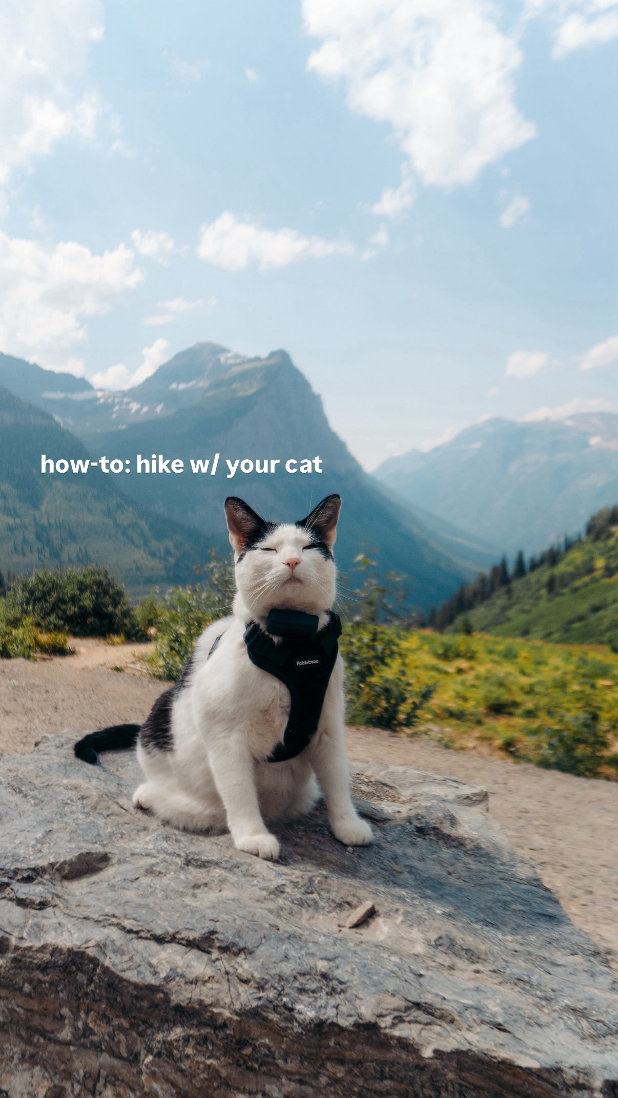 Instagram post by @quingable for ORIJEN Petfoods. Caption reads: Adventure Cat 101: 5 tips on how to hike with a....