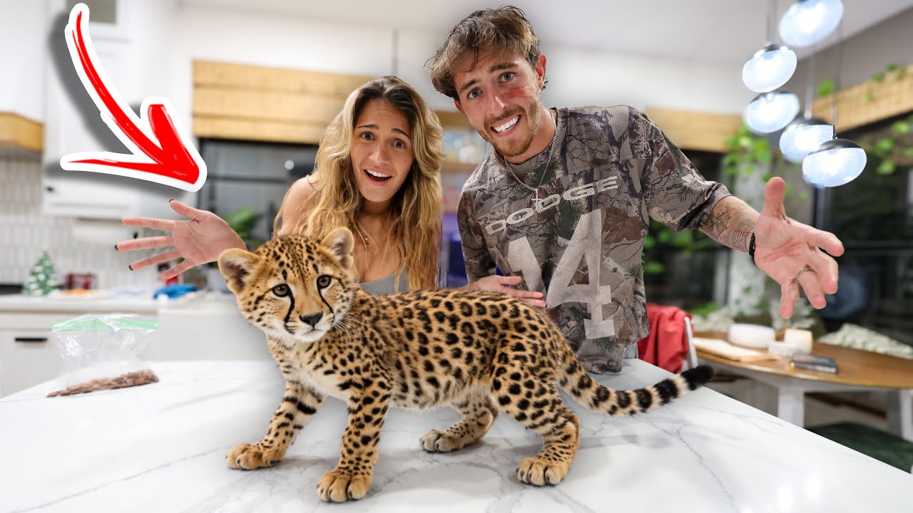 YouTube post by @Finatic for Avrupabet Sosyal. Caption reads: I think we got a Leopard Cat….