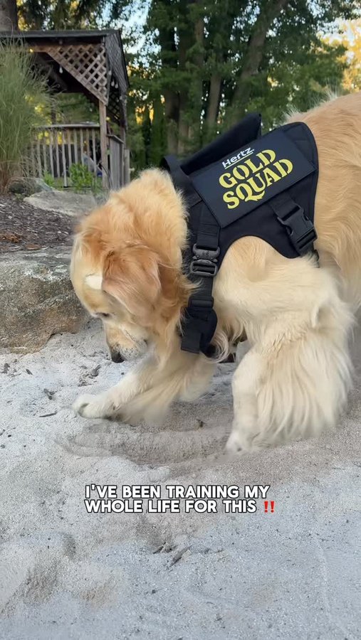 Instagram post by @goldenchilidog for Hertz. Caption reads: Chili’s new mission as a Hertz Gold Squad pup has....