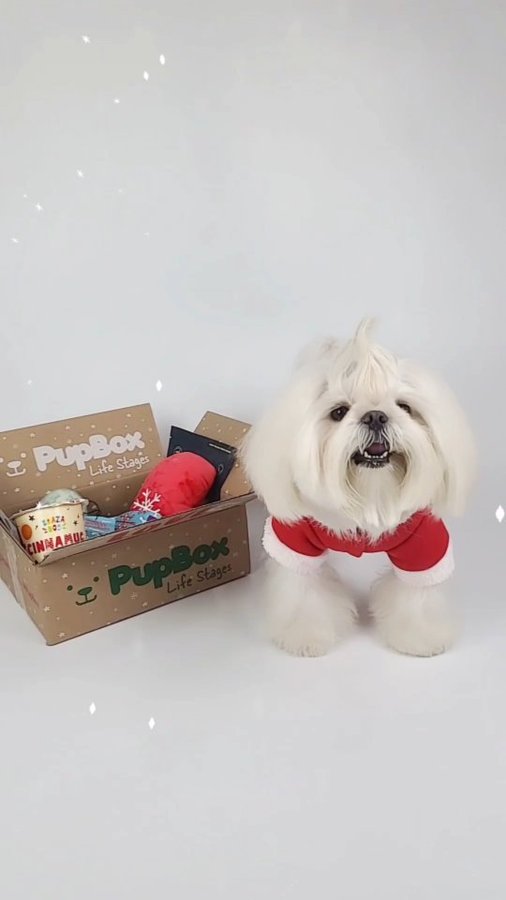 Instagram post by @tinyspikeymikey for PupBox. Caption reads: I got my holiday @pupbox 😁 I love everything ❤️....