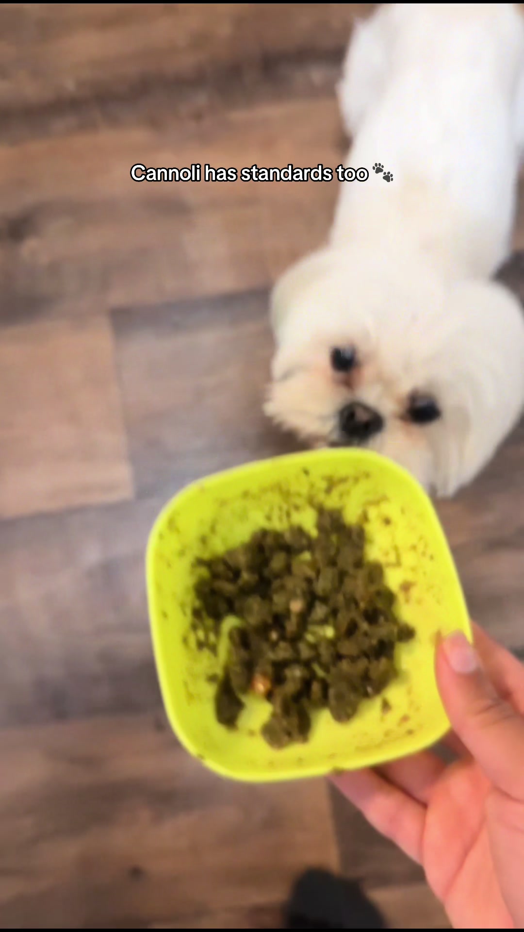 TikTok post by @healingwithjuliet for Hapwag Pets. Caption reads: [...] Honest Kitchen 🐟salmon fish oil: @HAPWAG....