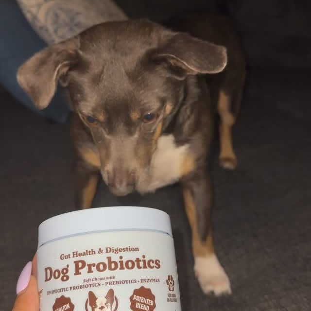 Instagram post by @shandygonzalez for Natural Dog Company. Caption reads: Happy gut, happy pup! 🐾

Our supplement helps....