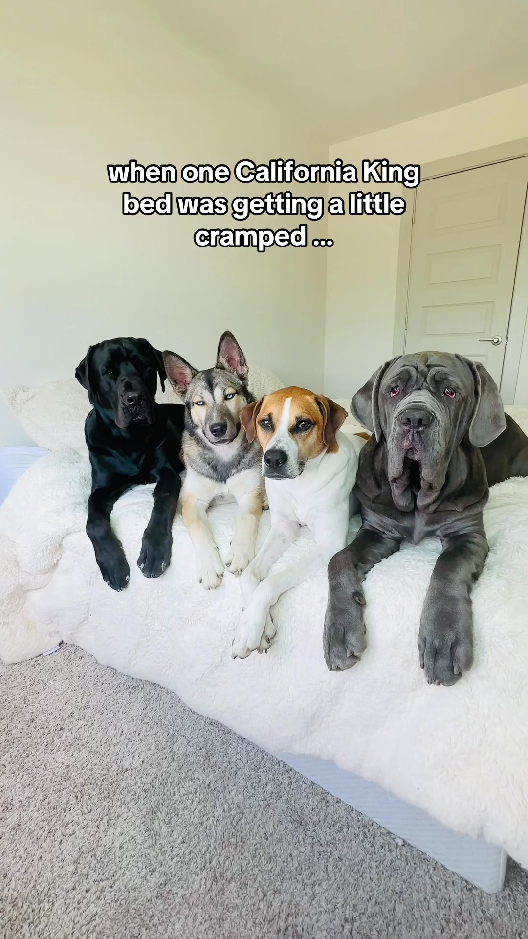 TikTok post by @tstarch for Zinus. Caption reads: when one California King  bed was getting a little....