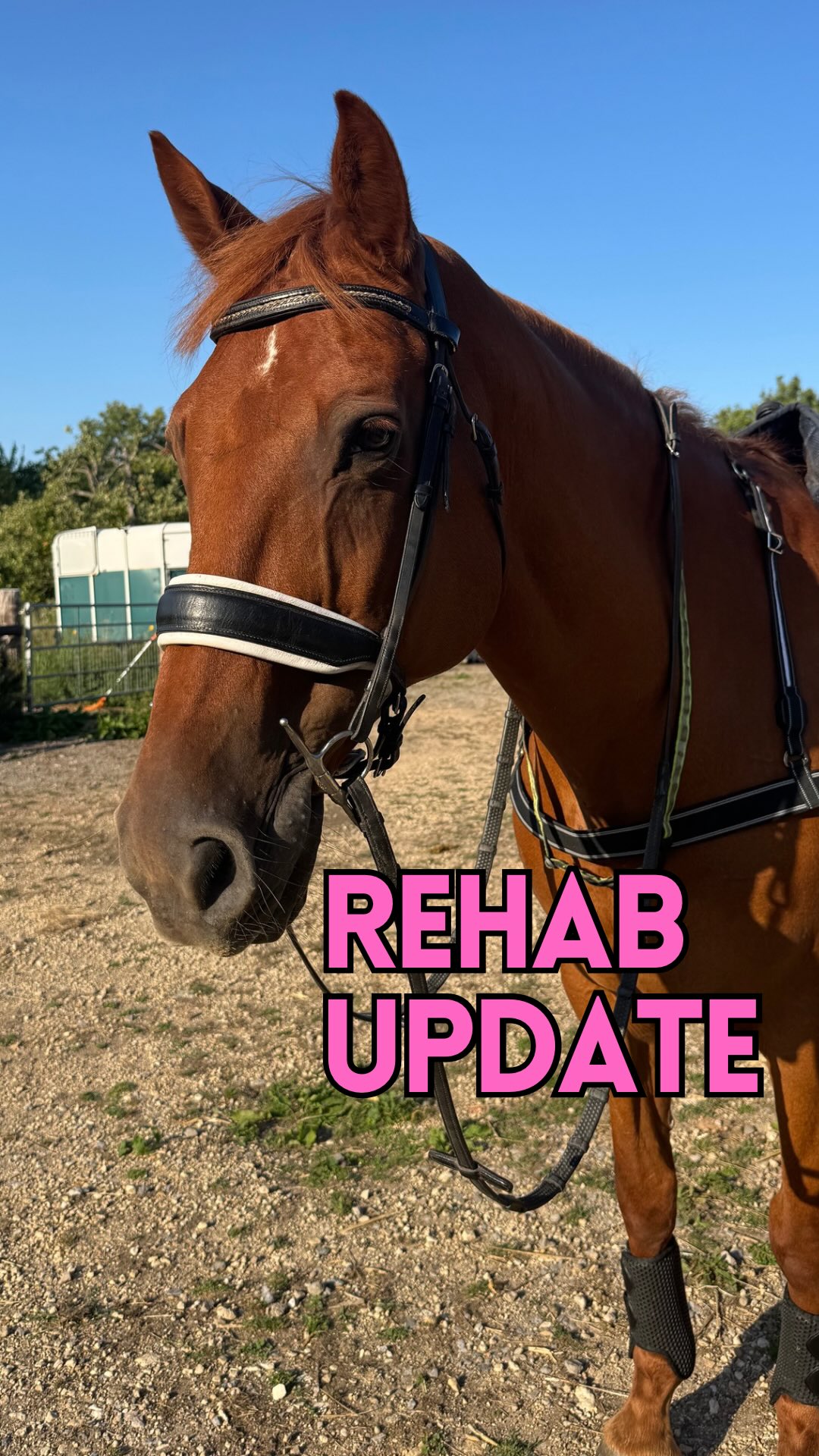 Instagram post by @kittyj.equestrian for Equi Light. Caption reads: No more rehab for Henry?! ❓ Henry had his final....