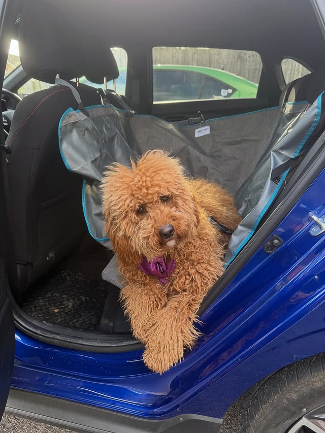 Instagram post by @ivy_thegoldendoodle_ for Kurgo. Caption reads: [...] an adventure? I am!! 🥰🐾🤎 Thanks to....