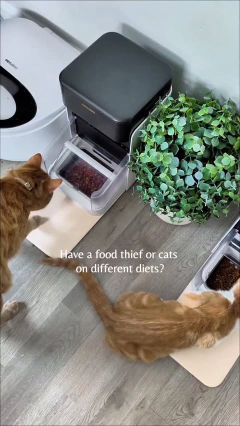 Instagram post by @itscookie.cat for Petlibro. Caption reads: [...] for 15% off when you get it from @petlibro....