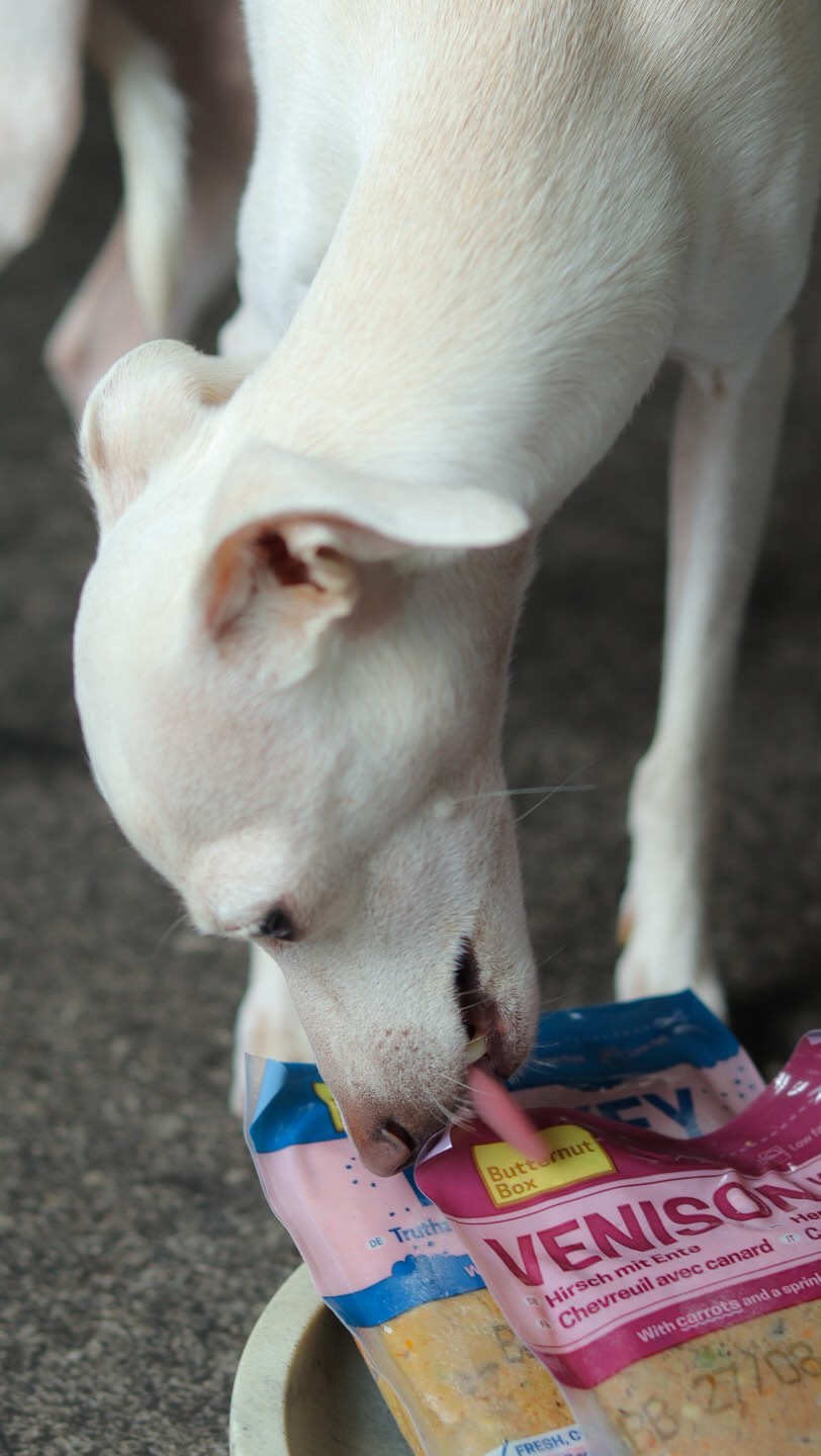 Instagram post by @iggy_tuna for Butternut Box. Caption reads: Same @butternutbox.bnlx feeding time, two....
