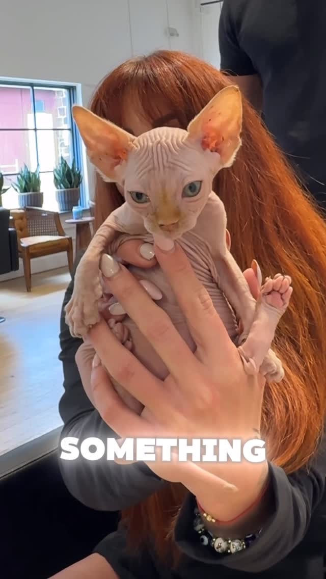 Instagram post by @danilo.bozic for OLAPLEX. Caption reads: [...] this amazing copper color? @olaplex products....