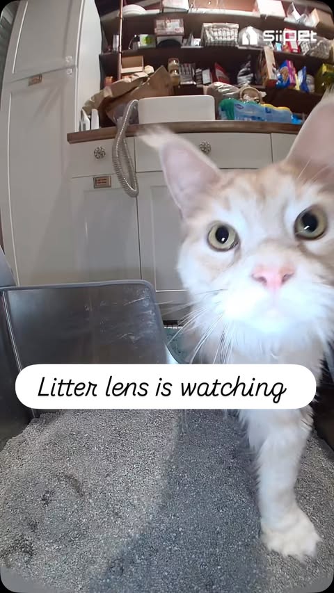 Instagram post by @rocco_and_the_kitty_cats for Siipet. Caption reads: I’m super excited about litter lens. With five....