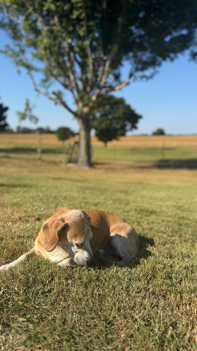 Instagram post by @cunningham_gram for VetriScience. Caption reads: [...] is a top priority. That’s why we love....