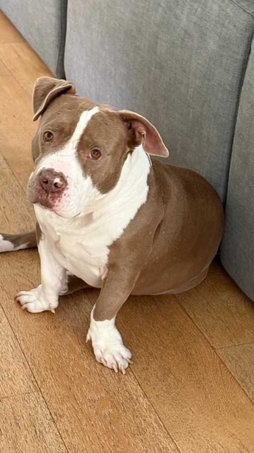 Instagram post by @stylebybelen for Elleme. Caption reads: It’s true what they say about boy dogs 😭 find you....