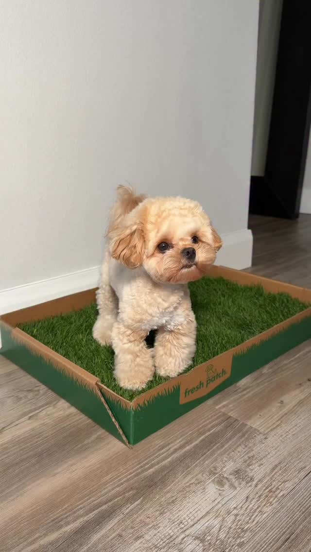 Instagram post by @lifeofwinsty for freshpatch. Caption reads: [...] a bathroom upgrade I deserve” 😭 @freshpatch....